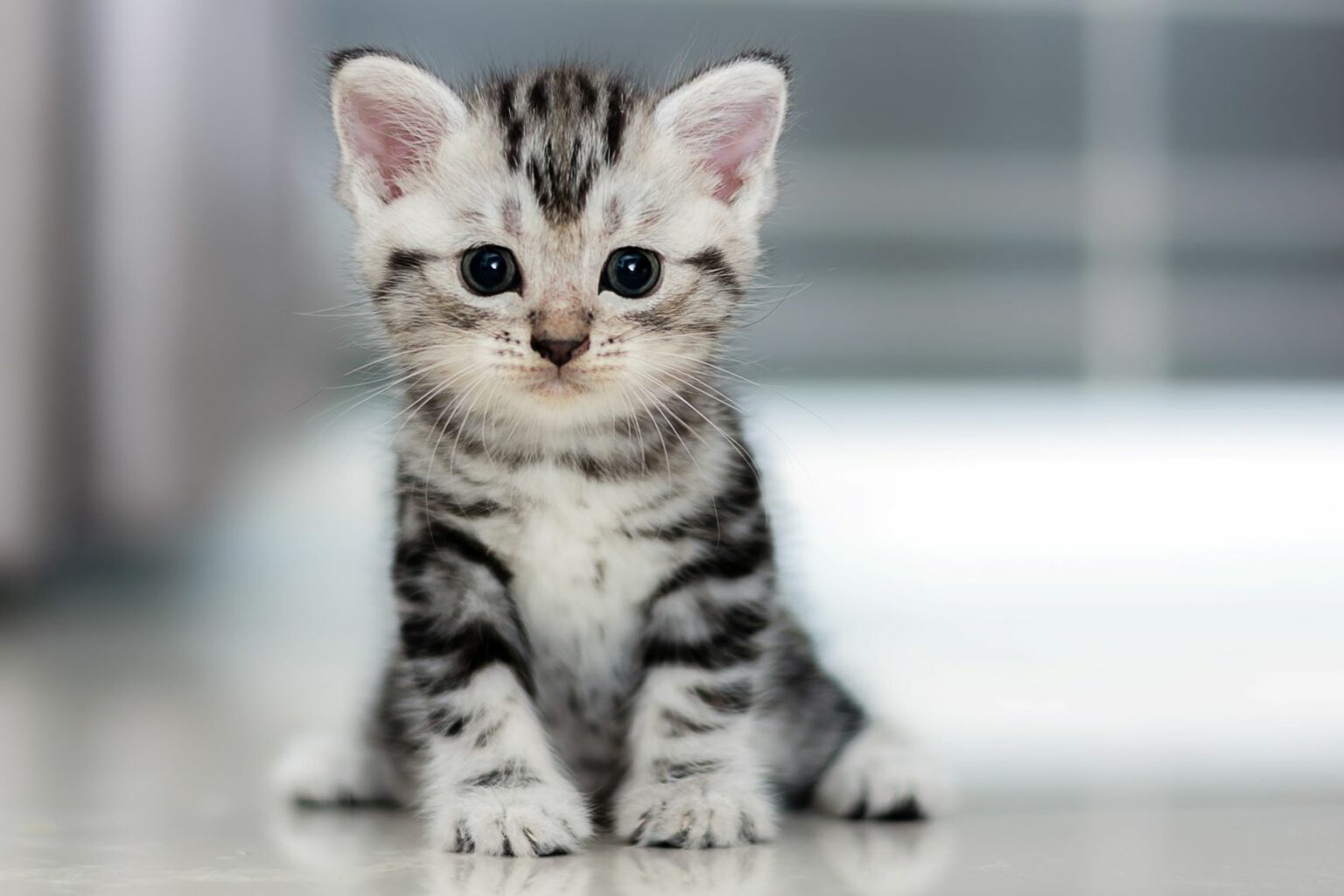 Kitty cat