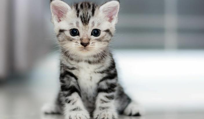 Kitty cat